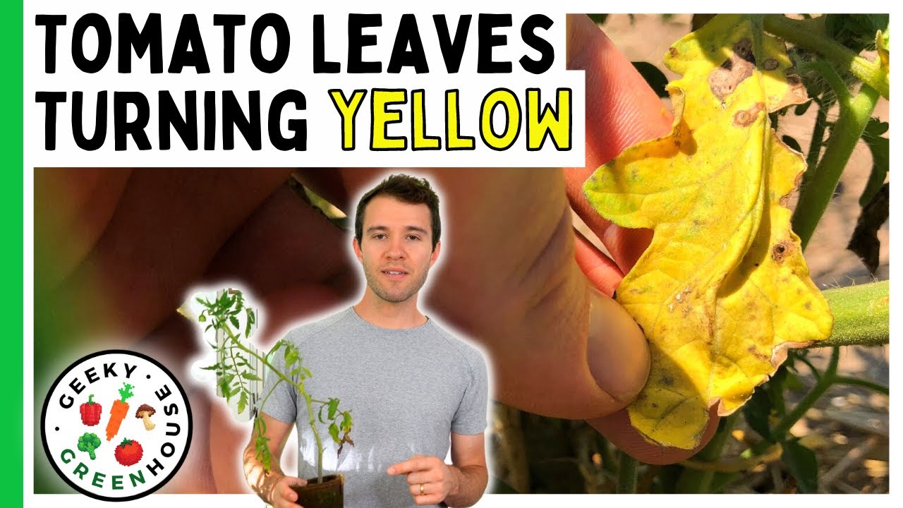 Листья томатов желтеют? Как быстро это исправить? — Geeky Greenhouse