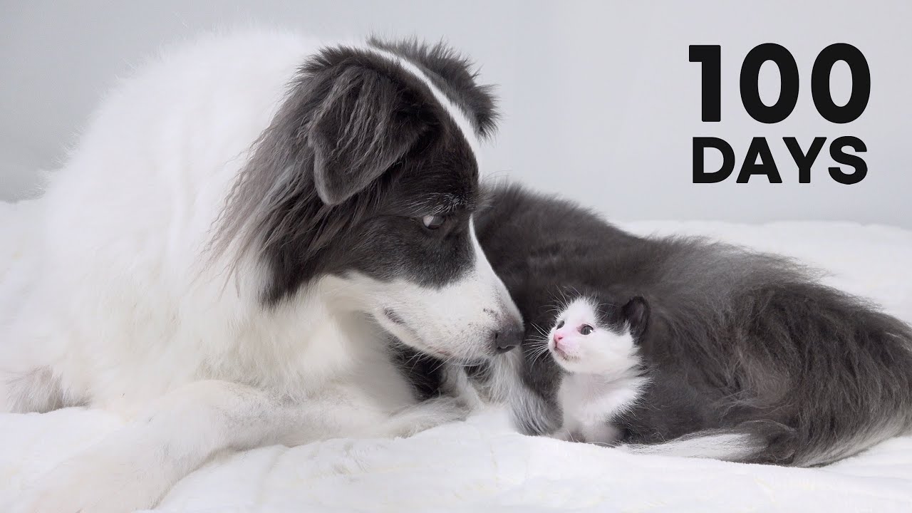 Rescued Tiny Kitten Grows Up Believing He’s a Big Dog | Day 1 to 100