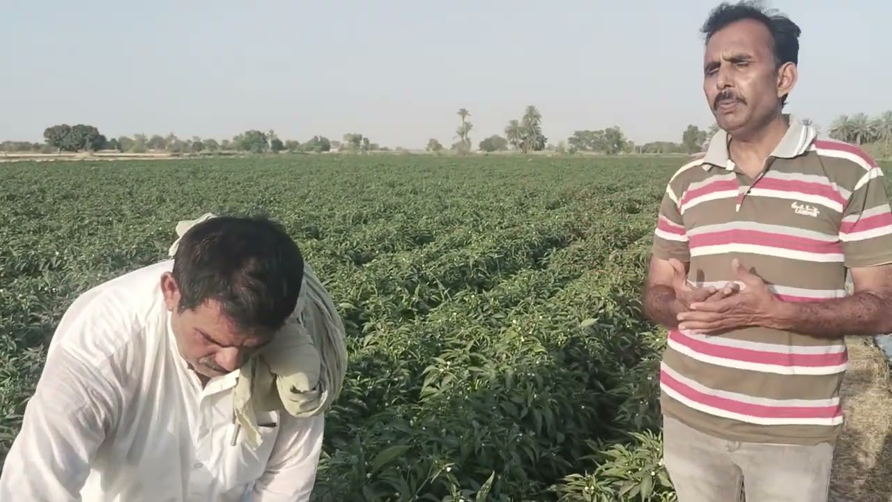 SK2. skyway.skylineand. Rainbow CKD chili upward hybrid.Area jilalpur peer Wala Multan