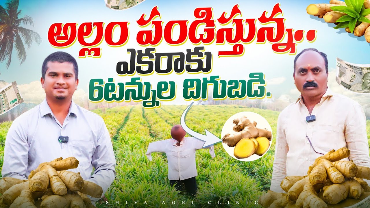 Ginger Cultivation In Telugu | అల్లం సాగు ఎకరాకు 6టన్నుల దిగుబడి | Ginger Farming | Shiva AgriClinic
