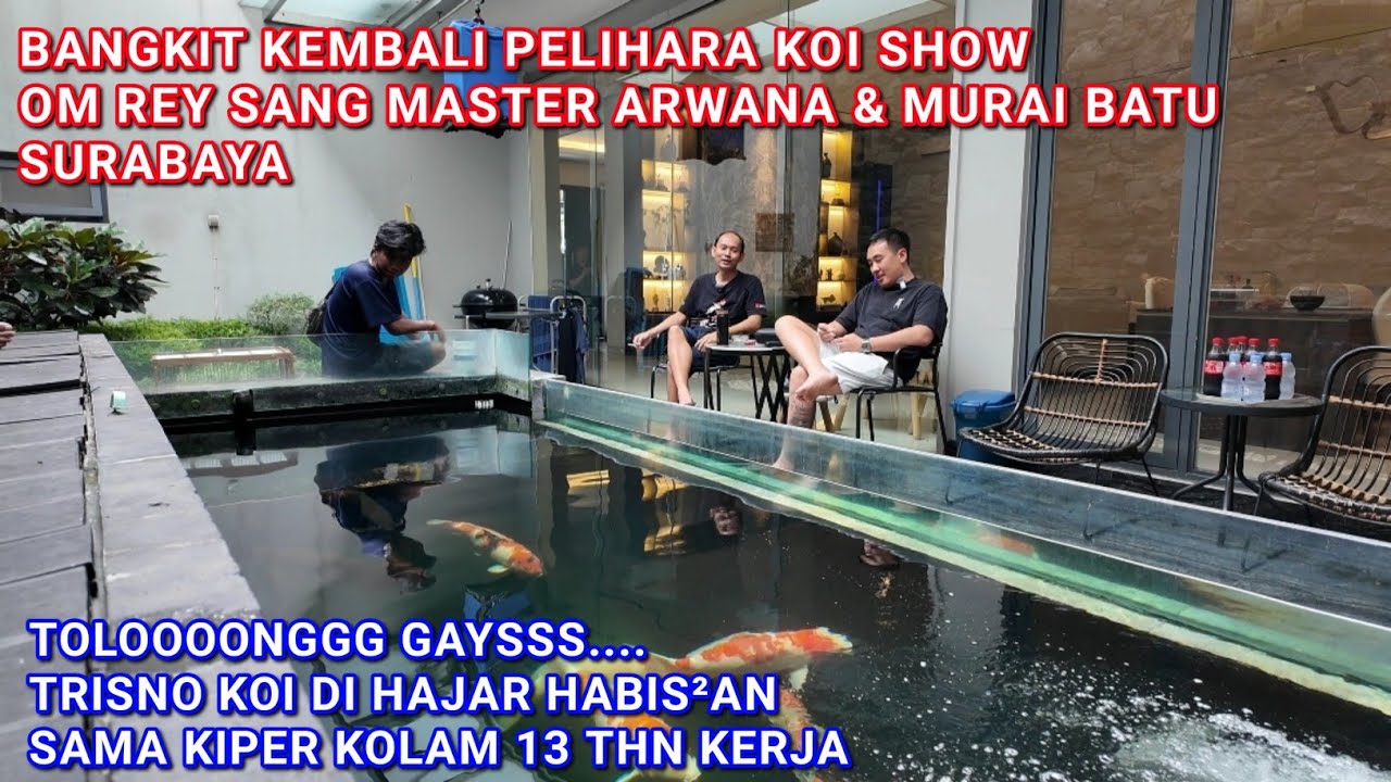 PAK REY SANG MASTER ARWANA HOBI IKAN KOI NYA MULAI BANGKIT KEMBALI | Trisno koi 0813 3633 3327