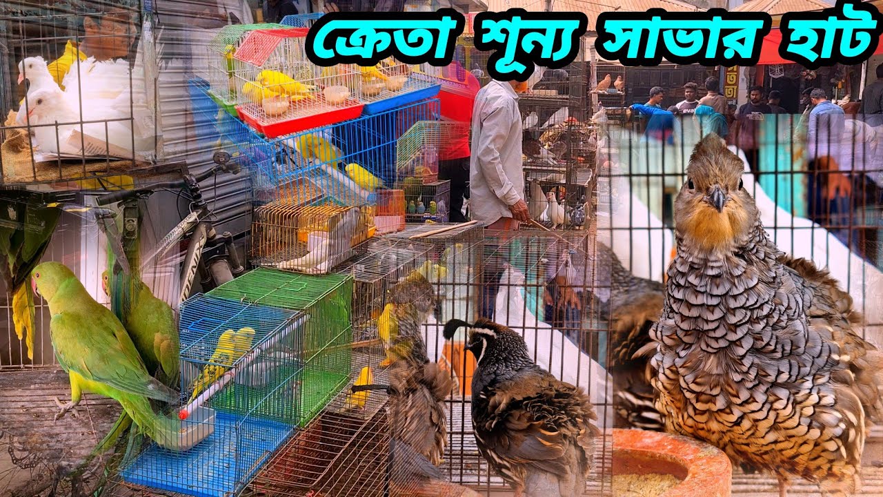 মাথায় ঝুটিওয়ালা কোয়েল পাখি উঠেছে একজোড়া। ক্রেতা শূন্য হাট। ঈদের আগে পাখির দাম কম।Savarbirdmarket