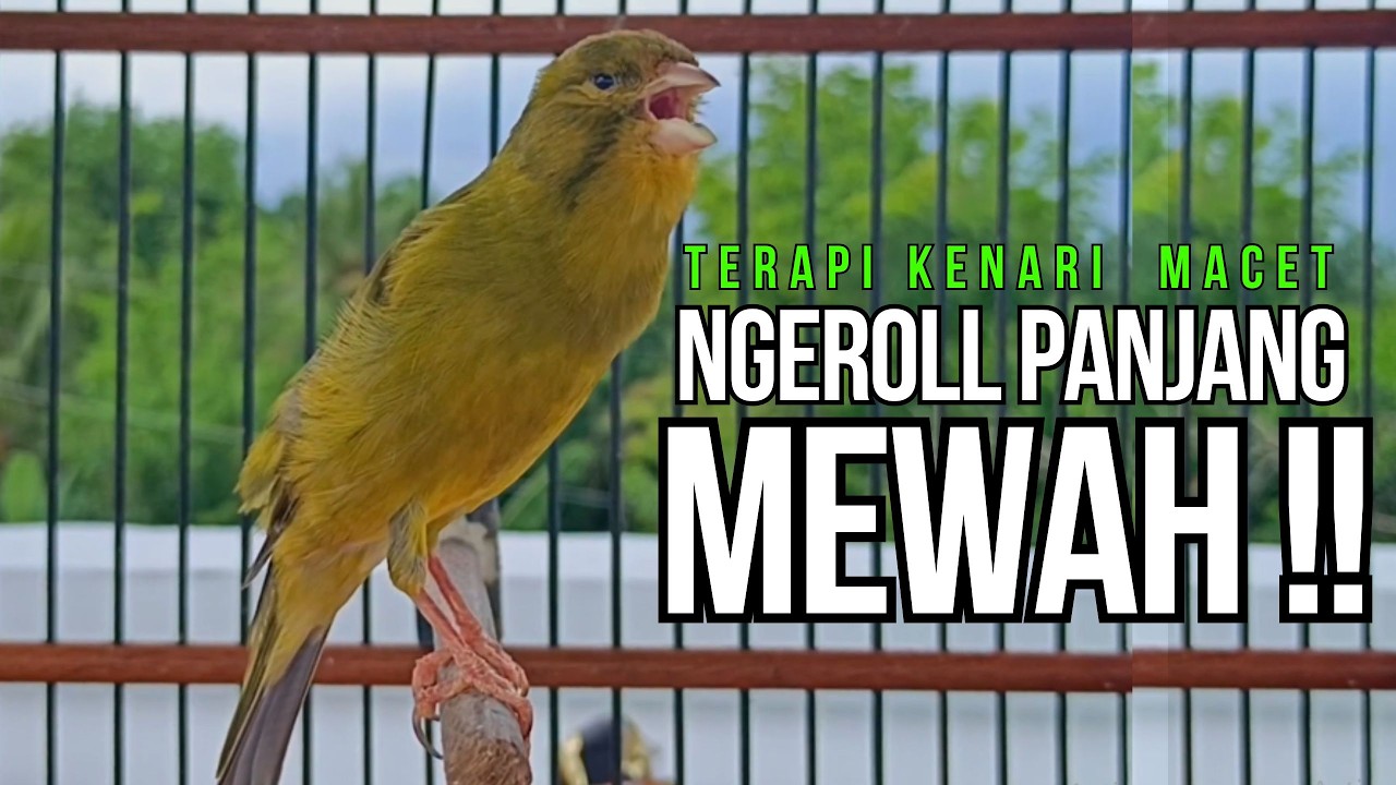 Kenari GACOR ngeroll PANJANG AMPUH untuk PANCINGAN & MASTERAN Kenari PAUD cepat BUNYI !!