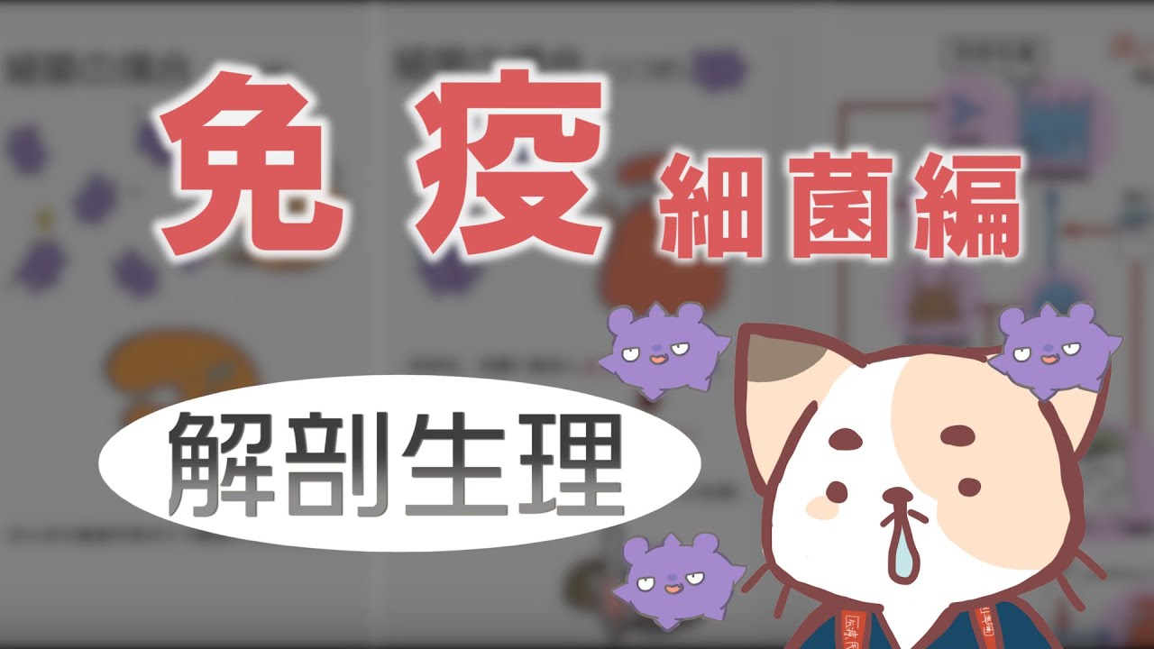 免疫パート1【細菌を退治する仕組みとは・・・？】先頭に立つマクロファージと好中球，ヘルパーT細胞（隊長），B細胞と形質細胞，抗体の働きなど