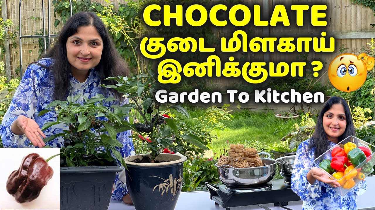 குடை மிளகாய் CURRY PASTE/ தோட்டத்து சமையல்/ Capsicum Harvest/ Yummy Pasta Recipe #gardening #vlog