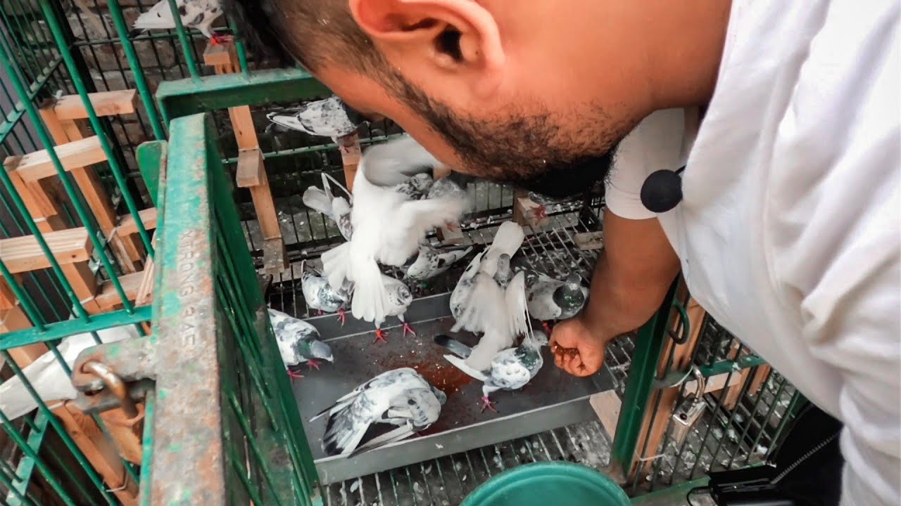 কবুতরকে গ্রিট খাওয়ানোর সঠিক নিয়ম