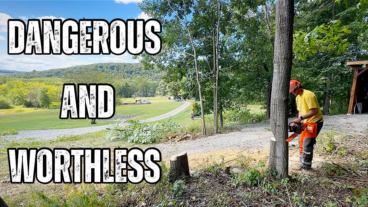 If You Have This Tree On Your Property… Cut It Down