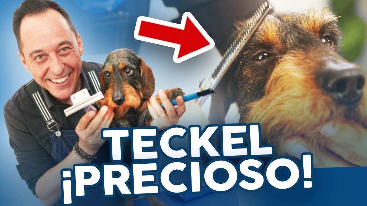 Cuidados, CORTE de PELO e HIGIENE de un TECKEL 🐶PELUQUERÍA CANINA