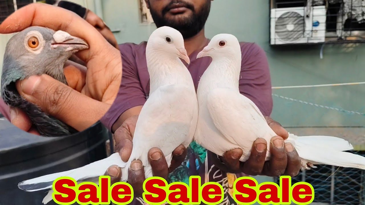 Sale # pigeon sale video # Kalanka # Baby pigeon # খুব কম দাম # Vairal # Vlog 