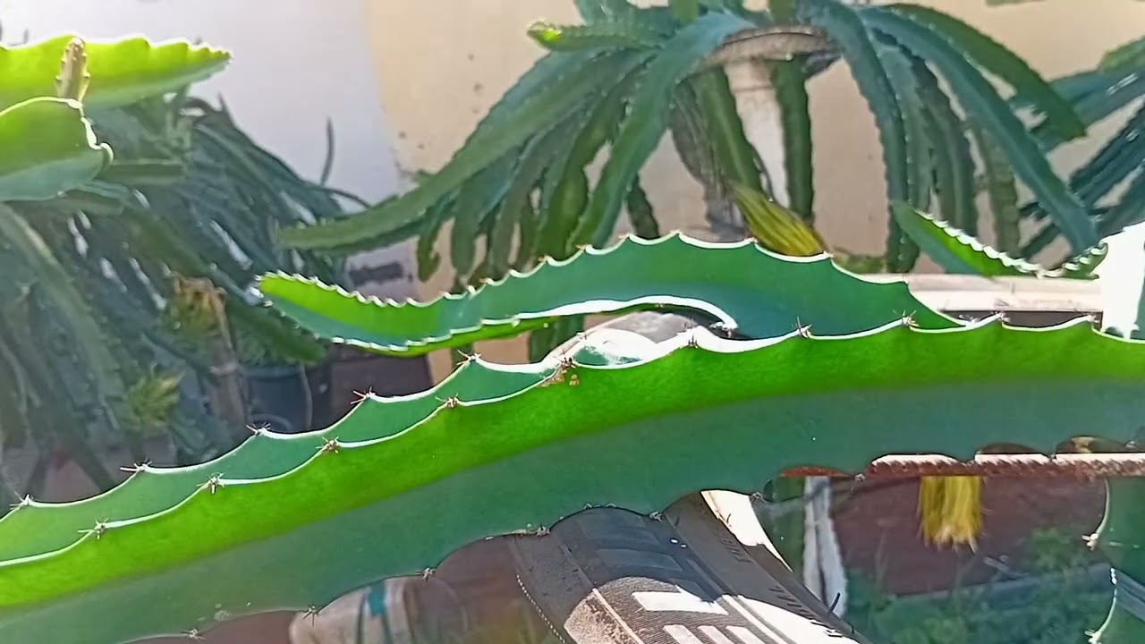 ATUALIZAÇÃO DA NOSSAS PITAYA 21/12/2025