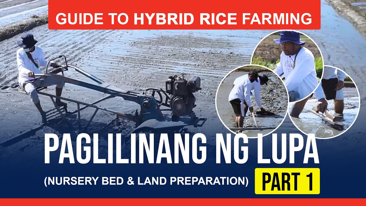 Guide to Hybrid Rice Farming - Part 1 (Nursery bed & land preparation)
