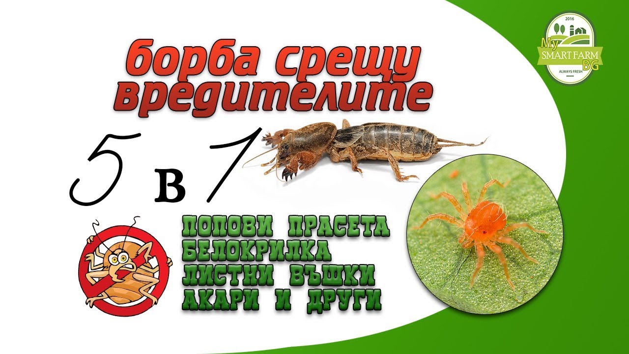 5 в 1 борба срещу вредителите - Попови прасета, Белокрилка, Листни въшки, Акари и други.