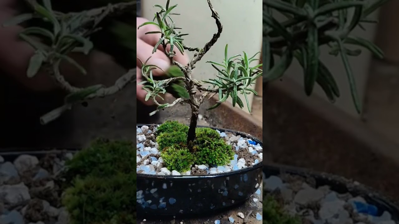 moss is essential for bonsai #bonsaichina #bonsaivietnam #bonsaisancang #bonsaiindonesia #bonsaiuk