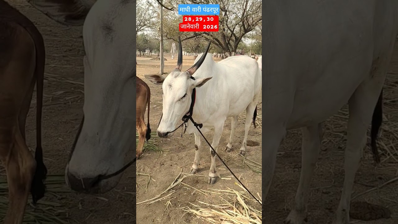 काजळी खिल्लार गाई #खिल्लार #cow #khillar #kajli #viral shorts reels गाई गाय पंढरपूर माघीएकादशी