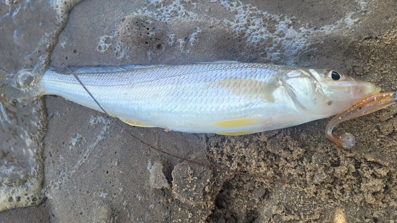 MASSIVE Barracuda and RARE fish in Richards Bay
