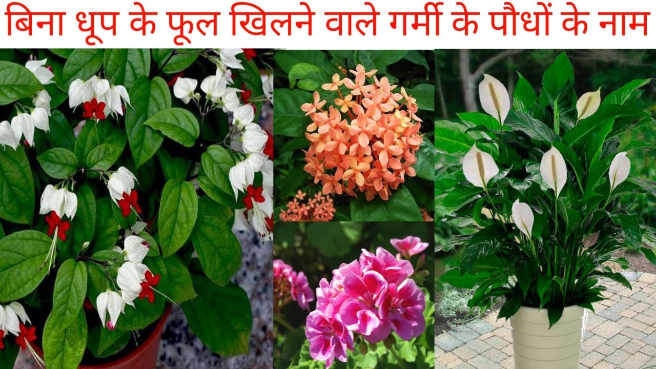 बिना धूप के फूल खिलने वाले गर्मी के पौधों के नाम/Shade Loving Summer Flowering Plants in India