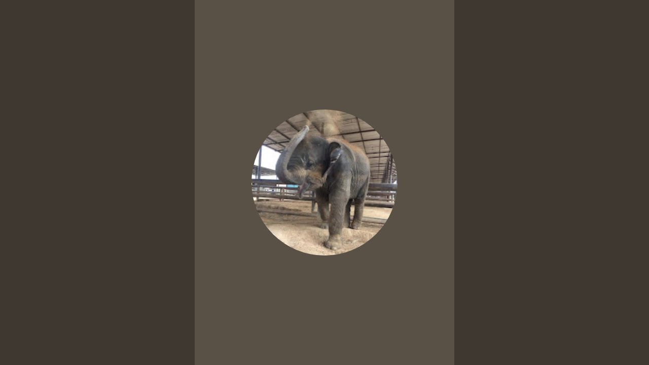 น้องมากมี Makmee elephant Thailand กำลังถ่ายทอดสด!