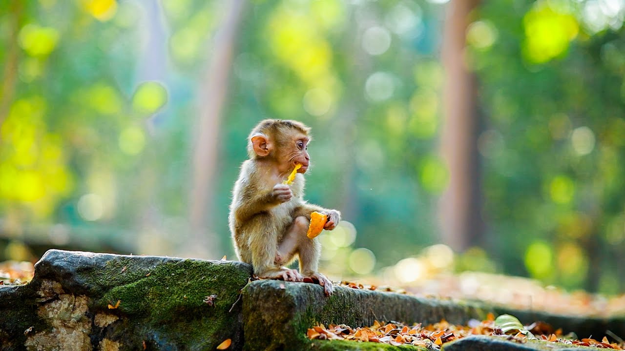 Leo monkey happy time