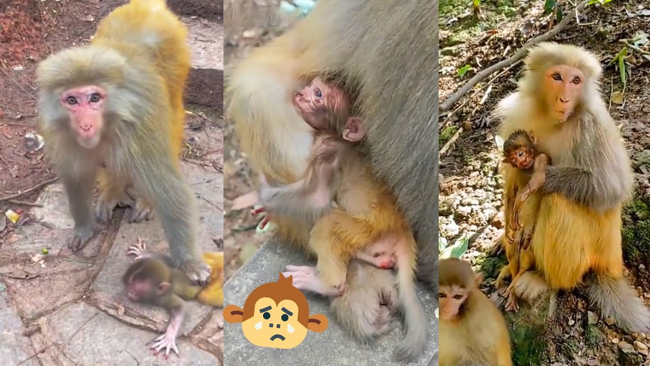 Mother monkeys treat their own offspring badly, but they never abandon their dead baby monkeys.