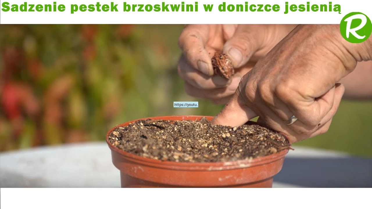 Sadzenie pestek brzoskwini w doniczce jesienią