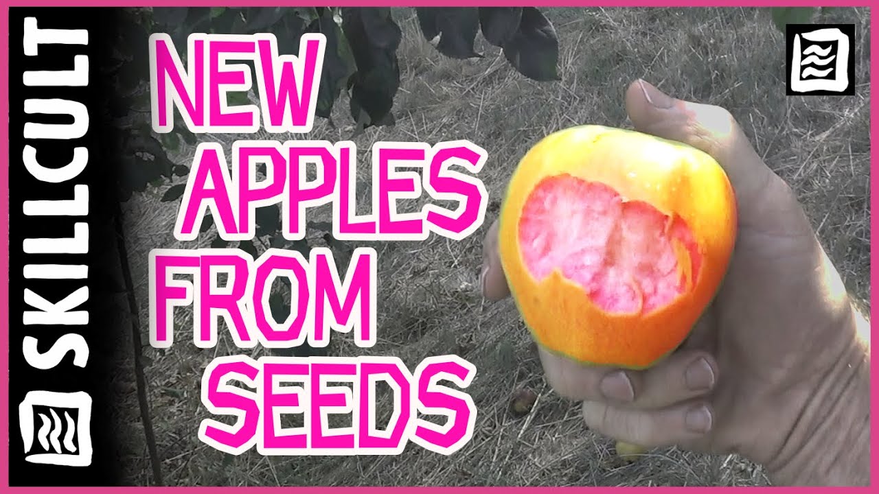 🍎  And They Say You Can't Grow Good Apples From Seed LOL  🍏