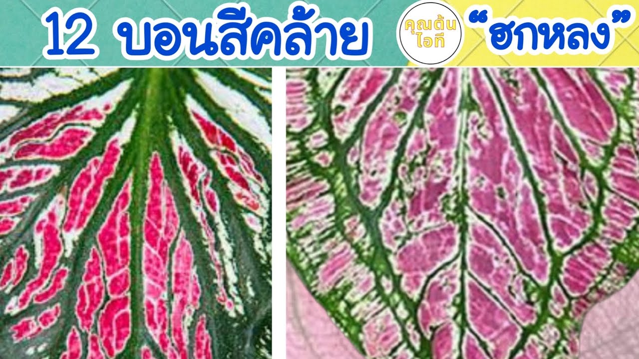 12 บอนสีคล้าย “บอนสีฮกหลง” ที่กระแสแรงตลอด โดย คุณต้น ไอที