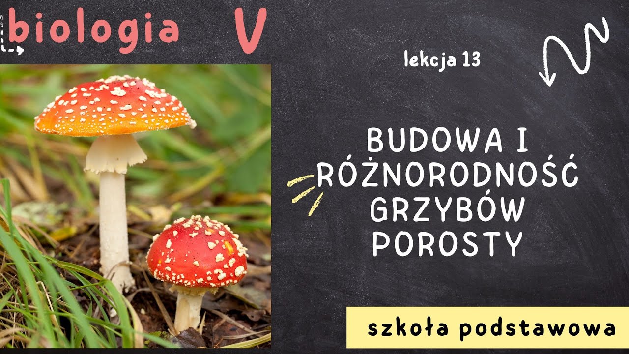 Biologia klasa 5 [Lekcja 13 - Budowa i r&oacute;żnorodność grzyb&oacute;w. Porosty]