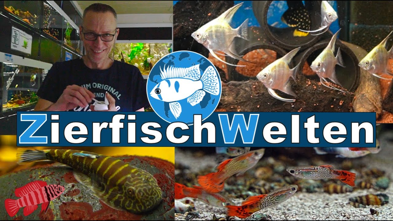 Unglaubliche 1001 Aquarienfische - ZierfischWelten in Dorsten