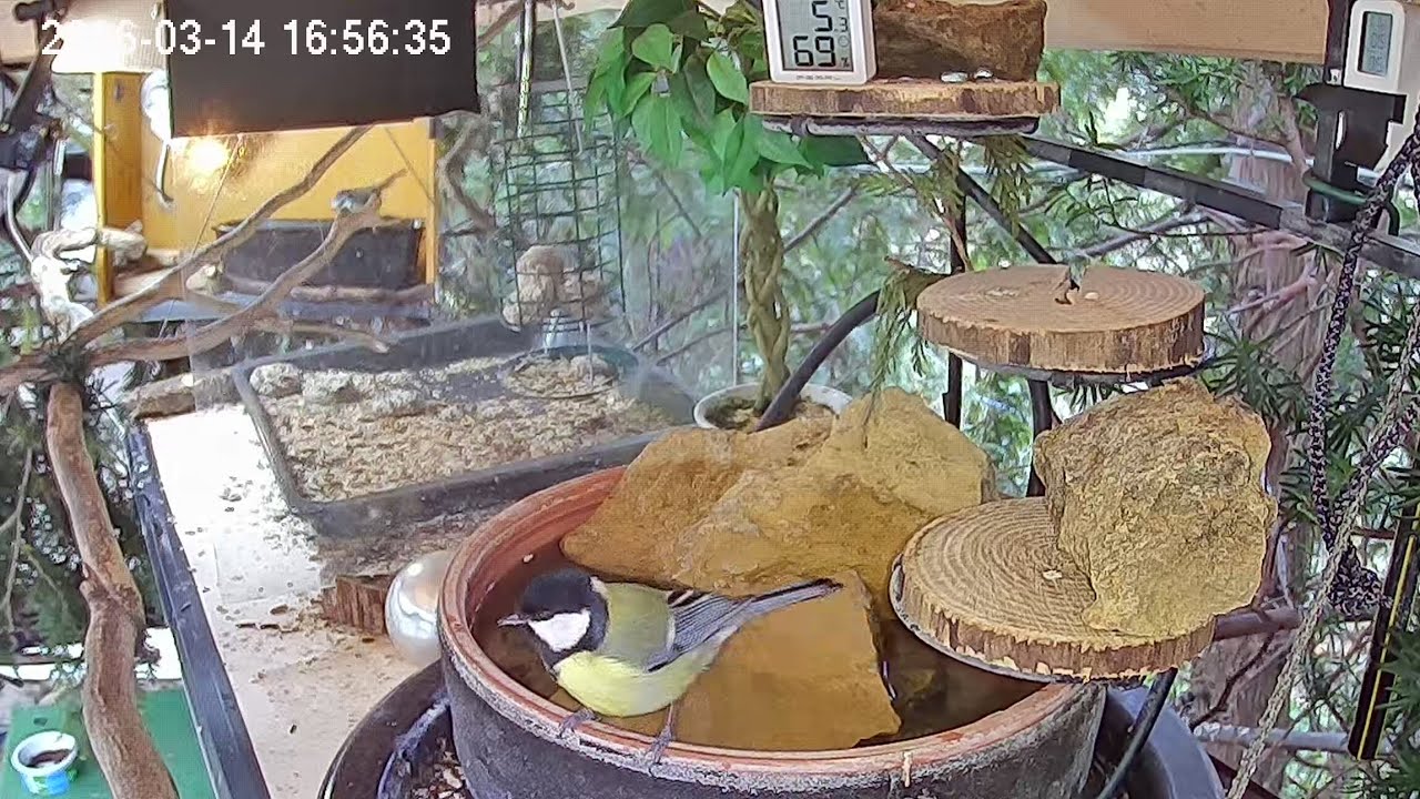 Später Nachmittag am Vogel-Spa, Teil 1 (14.03.2026)