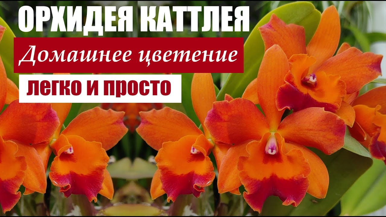 Орхидея каттлея. Домашнее цветение легко и просто