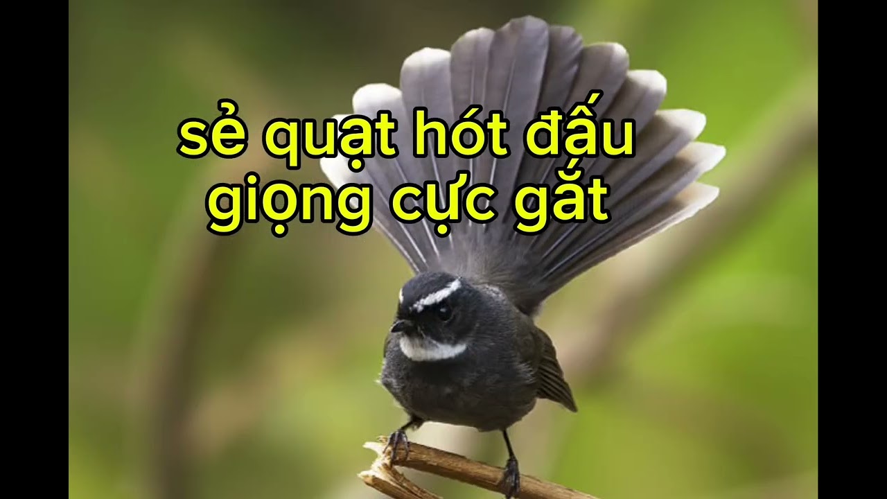 Tiếng chim rẻ quạt hót, chim rẻ quạt hót đấu , kêu gọi bầy đàn, rẻ quạt hót nhiều giọng