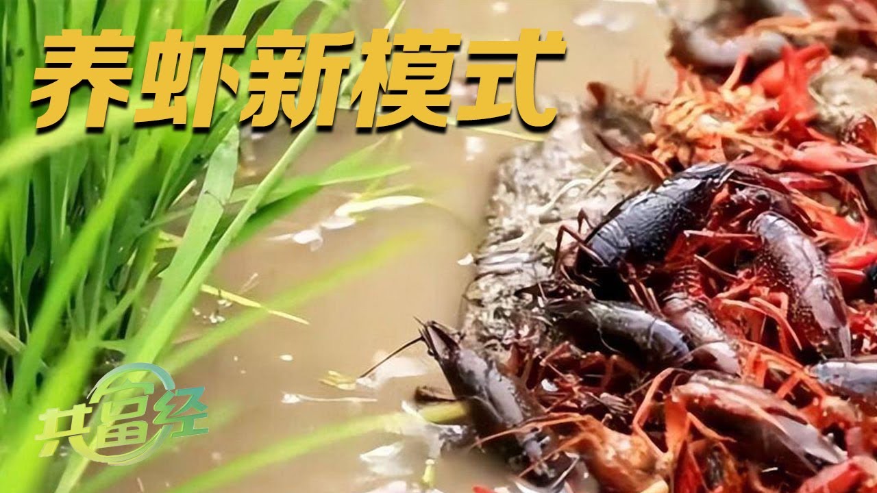 年产值上亿元！他靠两个高招养殖小龙虾：“虾稻虾”模式提升效益！交替养殖罗氏沼虾更赚钱！|「共富经」20230718