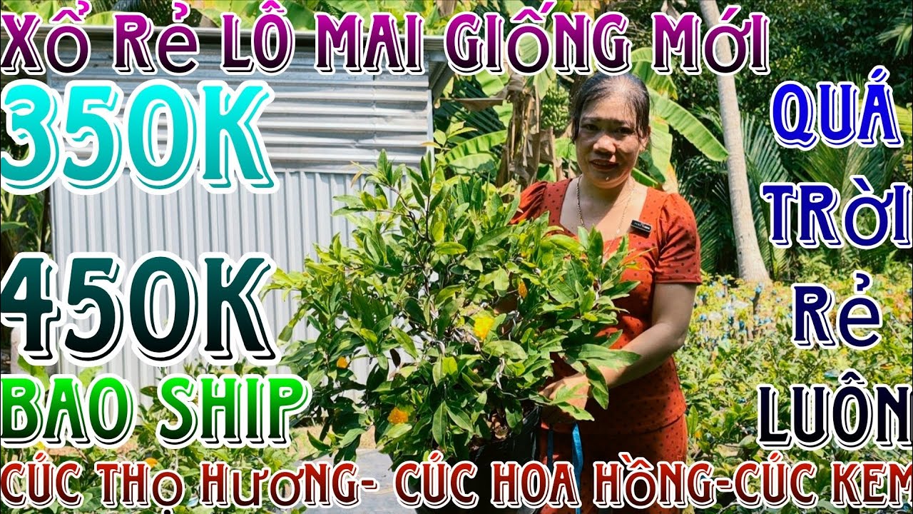 23/02☎️0339632617(Diện)🔥mai tết 2026 thanh lý dọn vườn 10 mã số phông tàng thông cây chà bá 300k