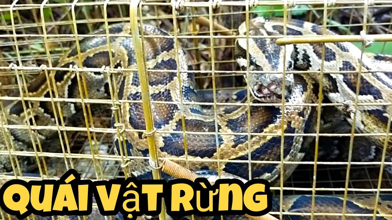 ⭐132: Thăm bẫy chồn dính trăng khủng lồ