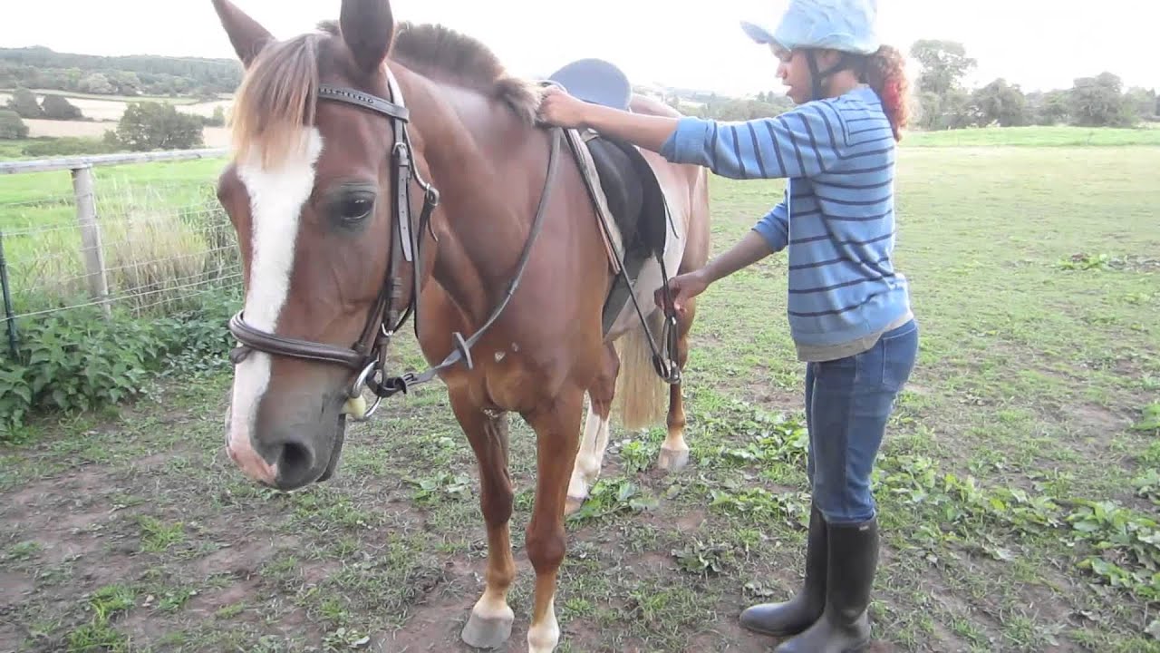 How To Mount Your Horse from the Ground Tutorial