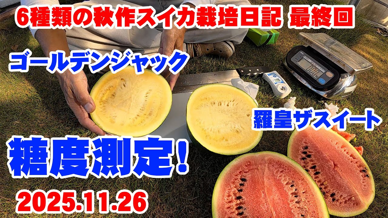 6種類の秋作スイカ栽培日記 最終回 ゴールデンジャック 羅皇ザスイート 糖度測定！ japan farming