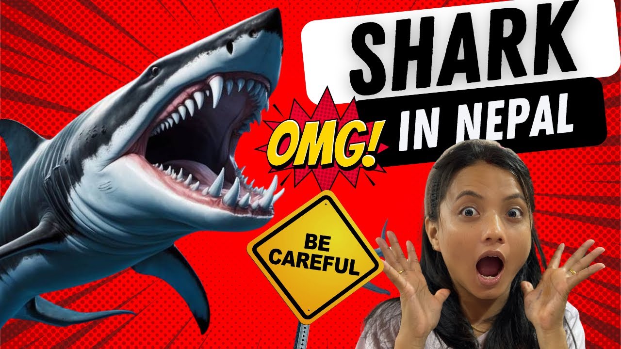 Mahotsab ma Shark!!!! First time in Nepal 😱😱😱