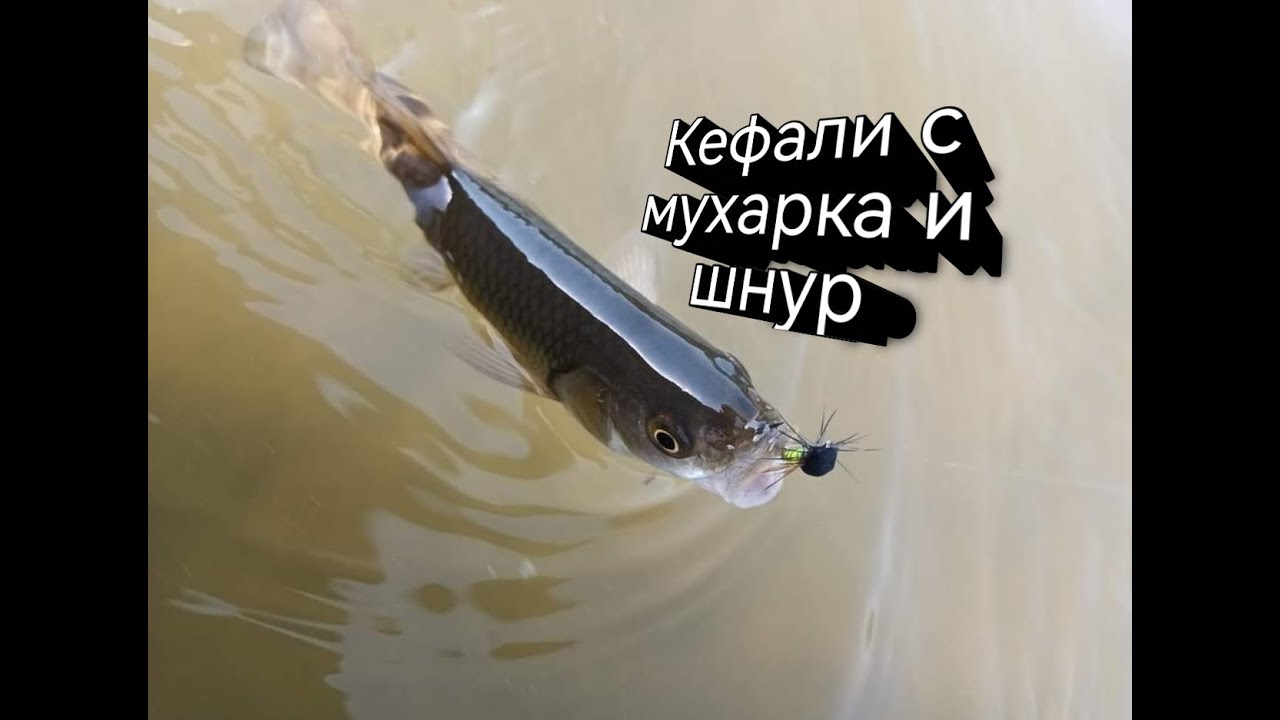 МУХАРСКИ РИБОЛОВ с 