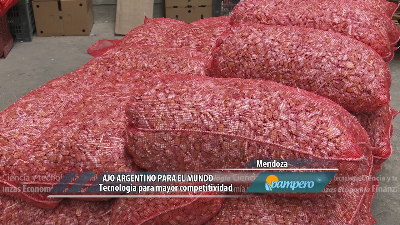 Ajo argentino para el mundo
