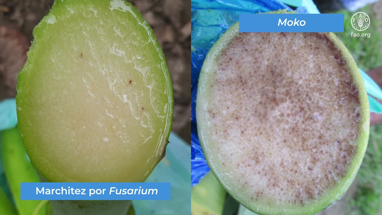 Reconocimiento y detección de la Marchitez por Fusarium raza 4 Tropical
