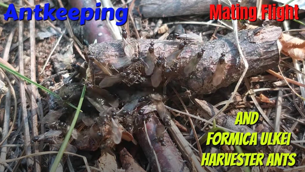 AntKeeping, mating Flight, Queen Formica Ulkei wood ant, Harvester ant. 