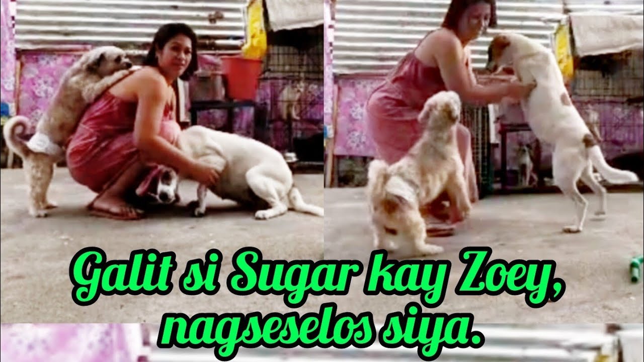 Galit si Sugar kay Zoey, nagseselos siya. @Pinoykatvofficial 