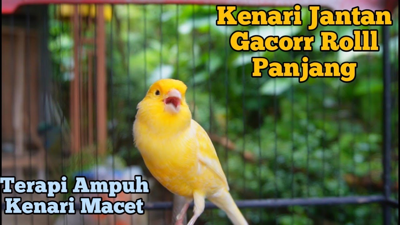 Kenari Gacor Panjang Cuit Cuit Emosi, Pancingan Kenari Paud Belajar Bunyi, terapi ampuh kenari macet