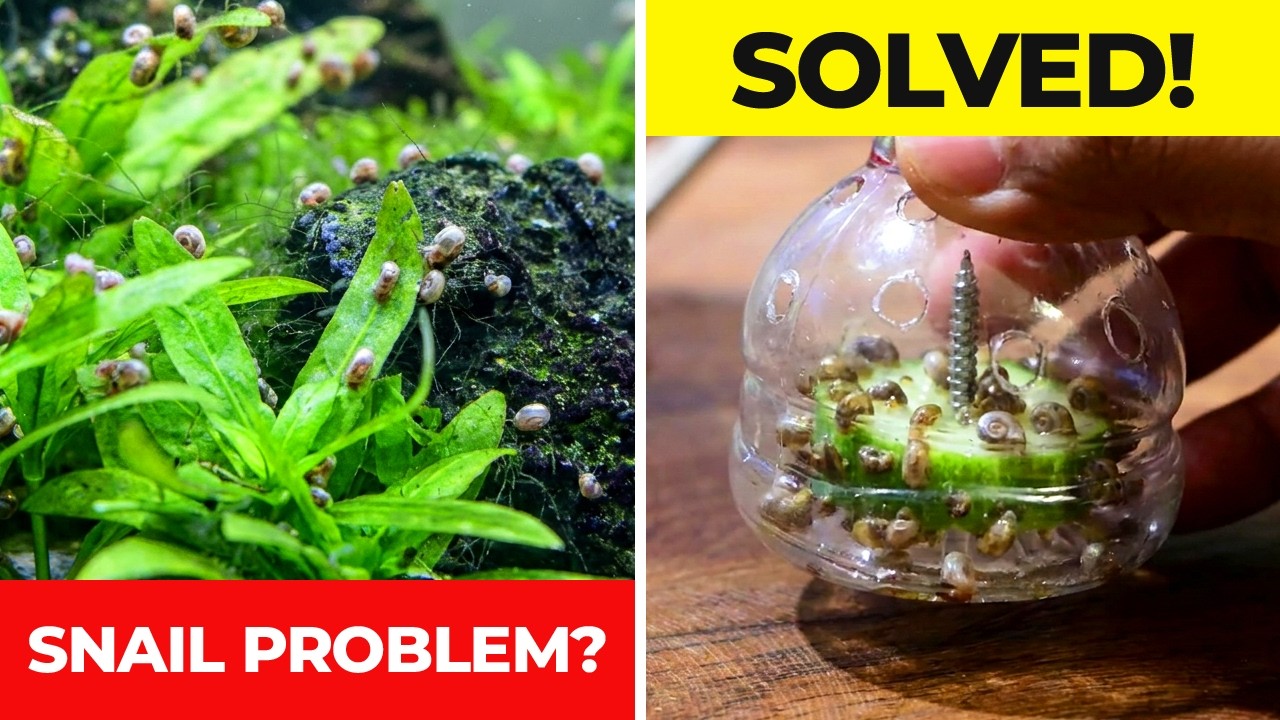 DIY Aquarium Snail Trap: How to Get Rid of Pest Snails in Planted Tanks
