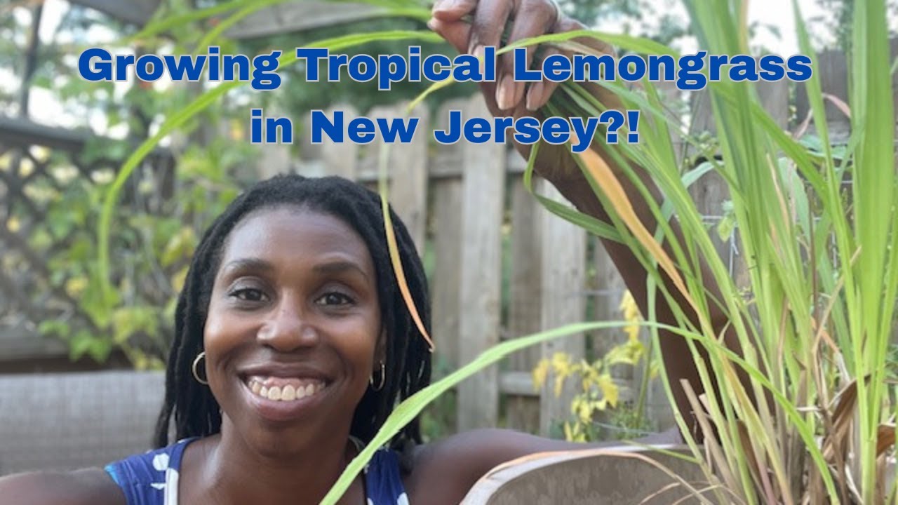 Growing Caribbean Food in New Jersey #2: How I Grow Lemongrass in a Pot (Food as Medicine)