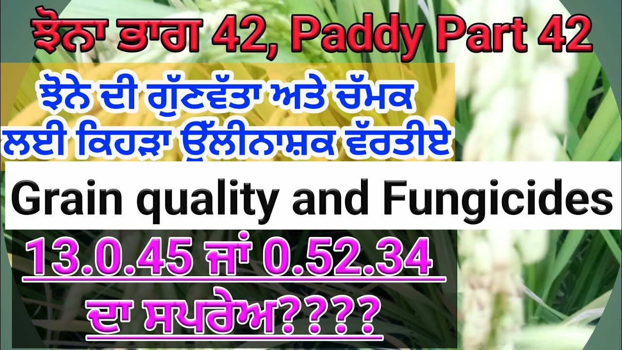 Fungicide for rice grain quality (ਕਿਹੜਾ ਉੱਲੀਨਾਸ਼ਕ ਦਾਣੇ ਦੀ ਕੁਅਾਲਿਟੀ ਤੇ ਚਮਕ ਬਣਾਏਗਾ)by SherGill Markha