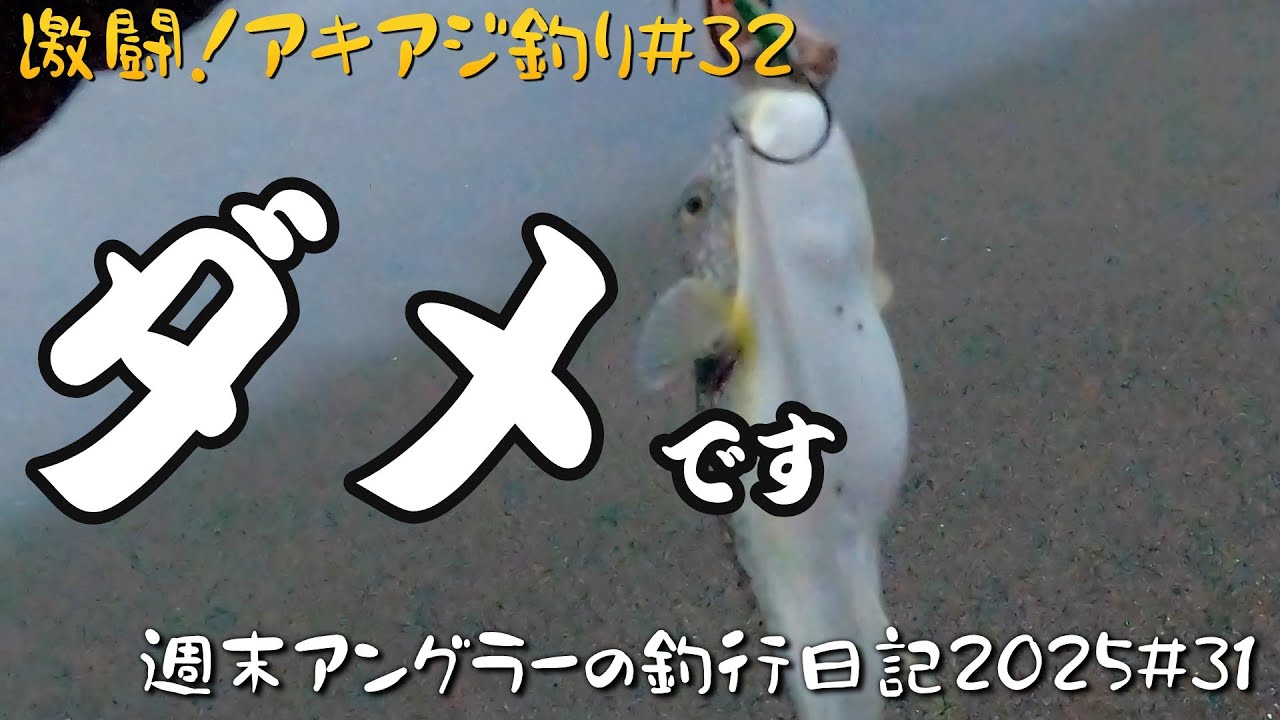 【週末アングラーの釣行日記2025№31】【激闘！アキアジ釣り№32】2025.10.12。ダメです、フグだらけです・・・、心が折れそう