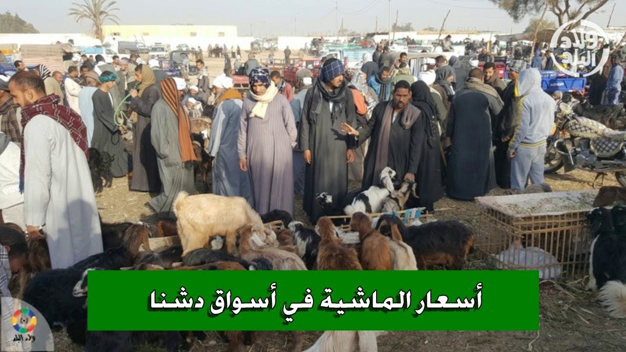 دشنا اليوم | ارتفاع أسعار الماشية بأسواق دشنا مع اقتراب عيد الأضحى