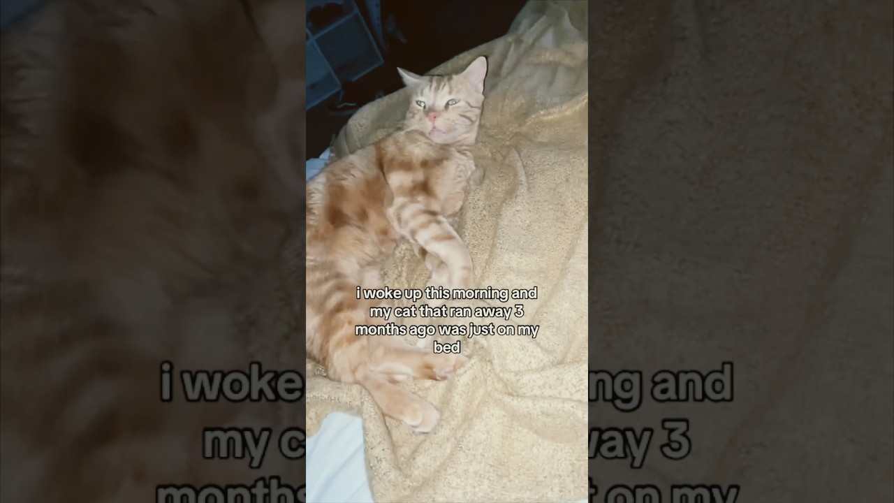 Ее кот снова нашел ее после того, как она потерялась ❤️