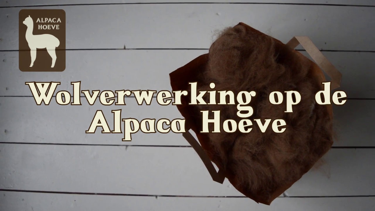 Wolverwerking op de Alpaca Hoeve